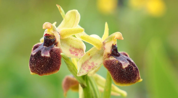 Spinnen-Ragwurz, Ophrys sphegodes (Italien)