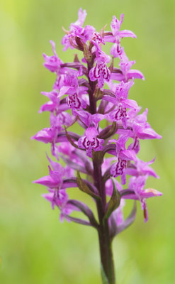 Dactylorhiza majalis, Breitblättrige Fingerwurz, Oberösterreich