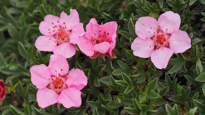 Italien, Dolomiten-Fingerkraut, Potentilla nitida
