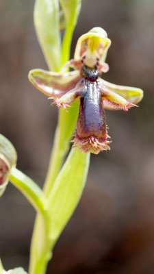 Ophrys regis-ferdinandii, König Ferdinand Ragwurz, Rhodos