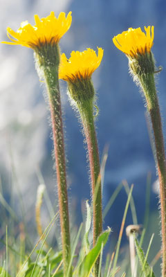 Italien, Einköpfiges Ferkelkraut, Hypochaeris uniflora