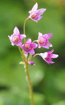 Österreich, Alpenheilglöckchen, Primula matthioli