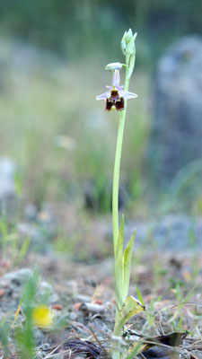 Ophrys holoserica, Hummel Ragwurz