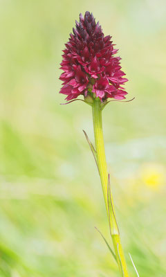 Nigritella rhellicani, Gewöhnliches Kohlröschen, Osttirol