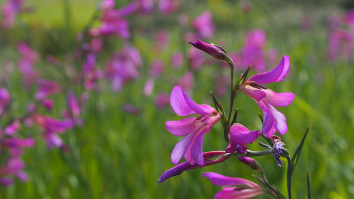 Gladiolus italicus, Italienische Gladiole