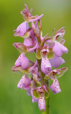 Anacamptis morio, Klein-Hundswurz, Kärnten