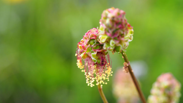 Kroatien, Kleiner Wiesenknopf, Sanguisorba minor
