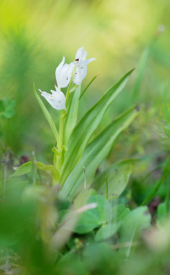 Cephalanthera damasonium, Breitblatt-Waldvöglein, Steiermark