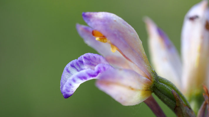 Violetter Dingel, limodorum abortivum