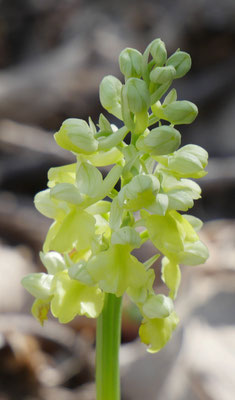 Orchis pallens, Bleiches Knabenkraut, Italien