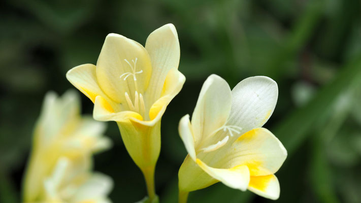 Freesia alba, Freesie