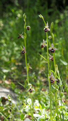 Ophrys reinholdii ssp. straussii, Strauss Ragwurz