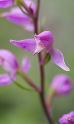Cephalanthera rubra, Rotes Waldvöglein, Steiermark