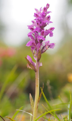 Dactylorhiza lapponica, Lappland-Fingerwurz, Kärnten