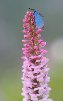 Gymnadenia odoratissima, Duft-Händelwurz, Italien