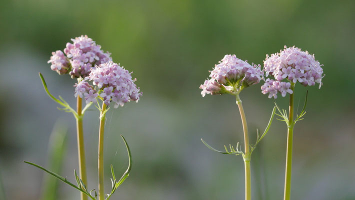 Italien, Echter Arznei-Baldrian, Valeriana officinalis agg.