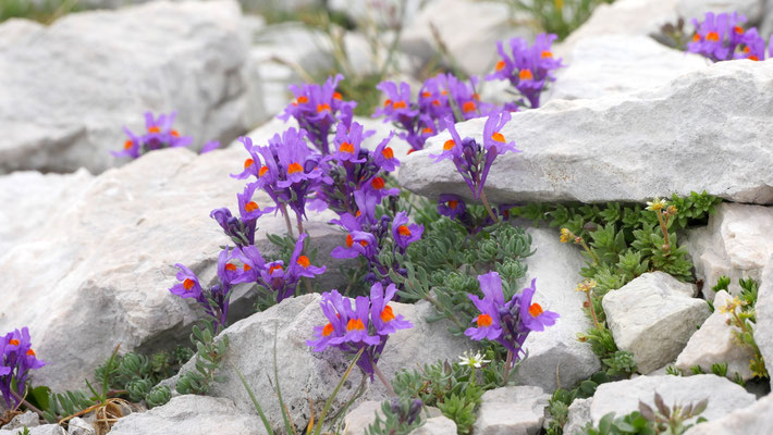 Slowenien, Alpen-Leinkraut, Linaria alpina