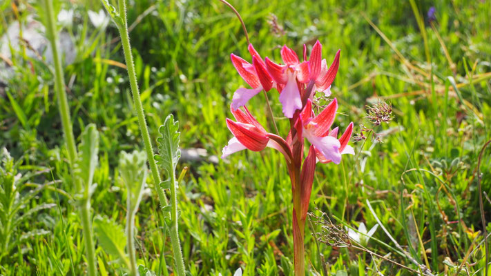 Schmetterlings-Knabenkraut, Anacamptis papilionacea (Italien)