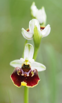 Ophrys holoserica, Hummel-Ragwurz, Niederösterreich