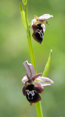 Ophrys reinholdii ssp. straussii, Strauss Ragwurz