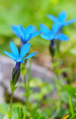 Österreich, Bayern-Enzian, Gentiana bavarica