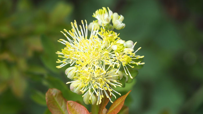 Kroatien, Gelbe Wiesenraute, Thalictrum flavum