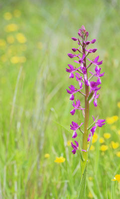 Anacamptis laxiflora, Lockerblütiges Knabenkraut, Griechenland