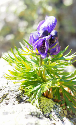 Österreich, Blauer Eisenhut, Aconitum napellus