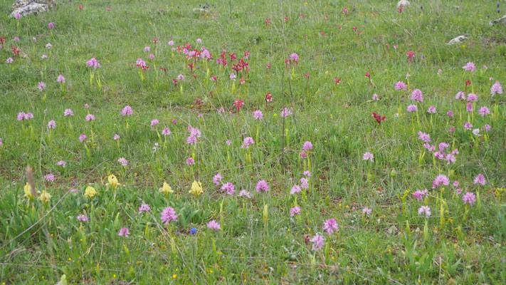 Orchideenwiese in Italien