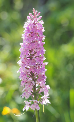 Dactylorhiza fuchsii, Fuchs-Fingerwurz, Steiermark