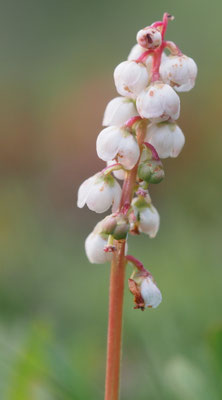 Kleines Wintergrün, Pyrola minor