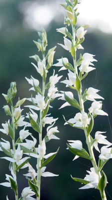 Cephalanthera epipactoides, Übersehenes Waldvöglein, Türkei