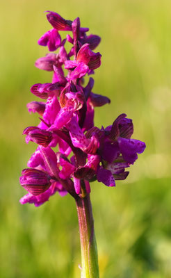 Anacamptis morio, Klein-Hundswurz, Kärnten