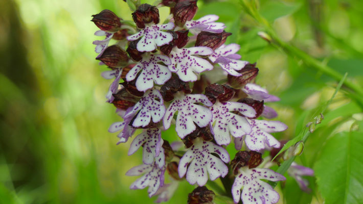 Purpur-Knabenkraut, Orchis purpurea (Frankreich)
