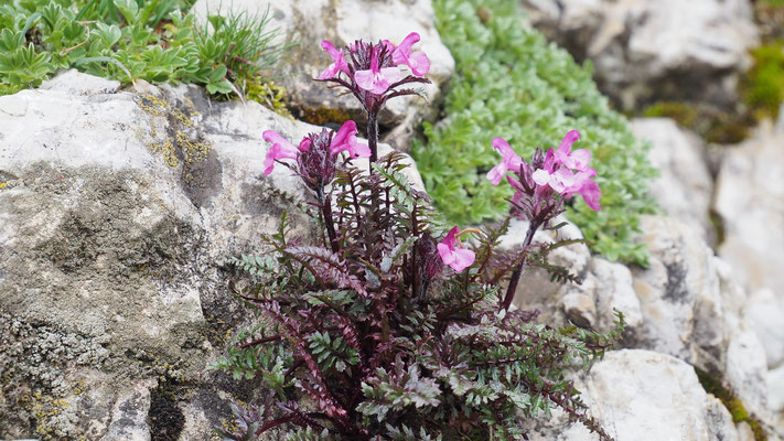Italien, Kopfiges Läusekraut, Pedicularis rostratocapitata