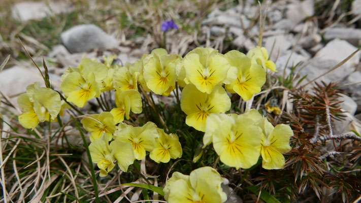 Italien, Apennin-Stiefmütterchen, Viola eugeniae