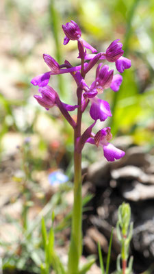 Orchis morio ssp. syriaca (Orchis syriaca), Syrisches Knabenkraut
