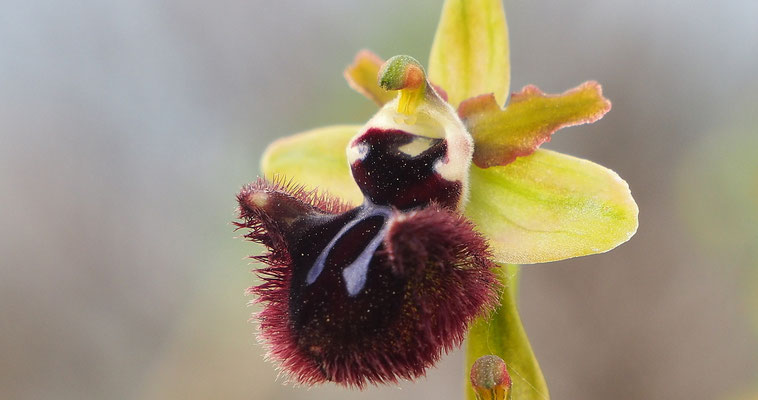 Schwarze Ragwurz, Ophrys incubacea (Italien)