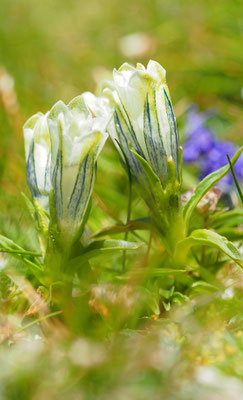 Österreich, Kälteliebender Enzian (Tauern-Enzian), Gentiana frigida