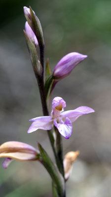 Limodorum abortivum, Violetter Dingel, Samos