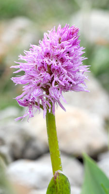 Orchis italica, Italienisches Knabenkraut, Rhodos