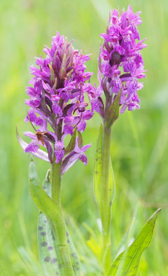 Dactylorhiza majalis, Breitblättrige Fingerwurz, Salzburg