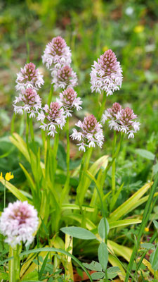 Anacamptis pyramidalis ssp. serotina, Spätblühende Pyramiden Hundswurz, Samos