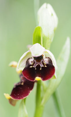 Ophrys holoserica, Hummel-Ragwurz, Niederösterreich