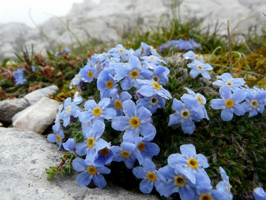 Slowenien, Himmelsherold, Eritrichium nanum
