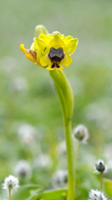 Ophrys phryganae,  Phrygana-Ragwurz, Rhodos