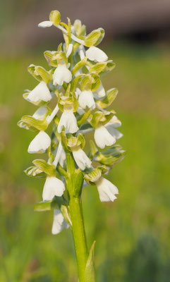 Anacamptis morio, Klein-Hundswurz, Kärnten