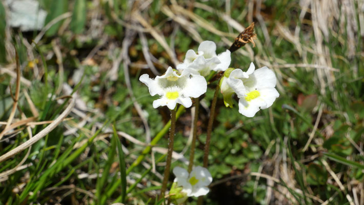 Alpen-Fettkraut, Pinguicula alpina