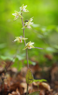 Epipactis helleborine x Epipactis purpurata = Epipactis schulzei, Steiermark