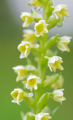 Pseudorchis albida, Höswurz, Steiermark